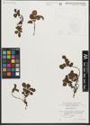 Foto von Salix herbacea L.